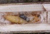 tesařík (Brouci), Anaesthetis testacea, Cerambycidae (Coleoptera)